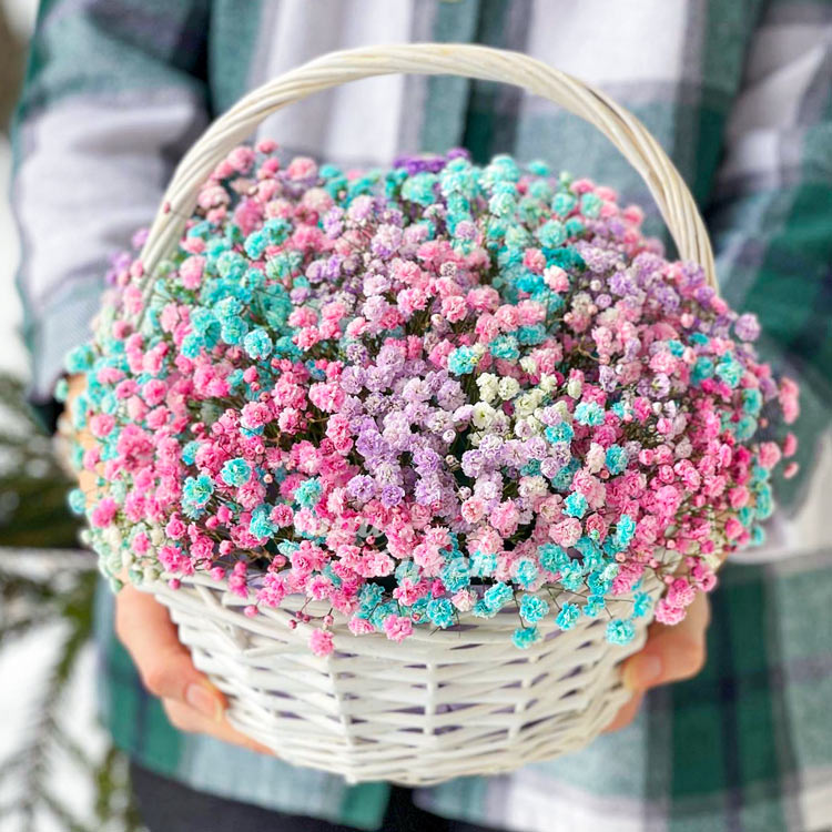 Голубые и розовые гипсофилы в корзине
